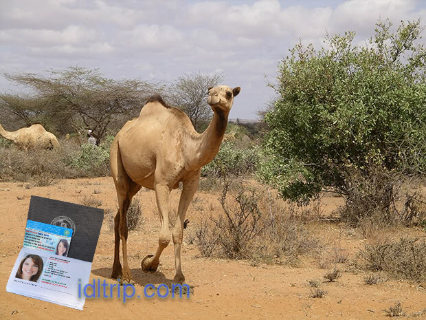 Meet camels on Morocco’s street 