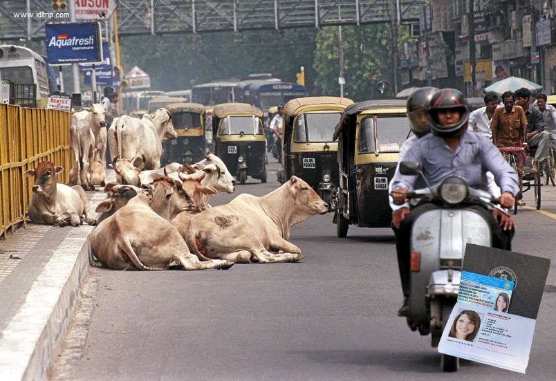 Las vacas están en medio de la carretera en la India.