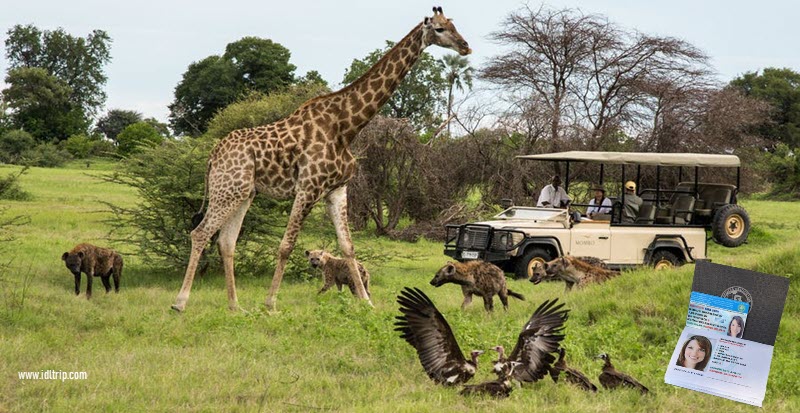 Botswana safari