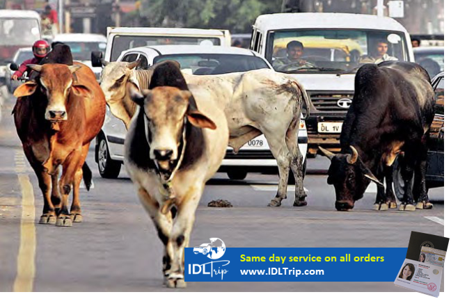 The cows are on the middle of the road in India 